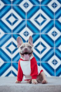 gray French bulldog puppy sitting with a red & white shirt on