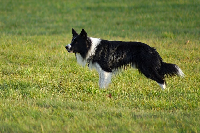 Border Collie black & white dog standing in the meadow