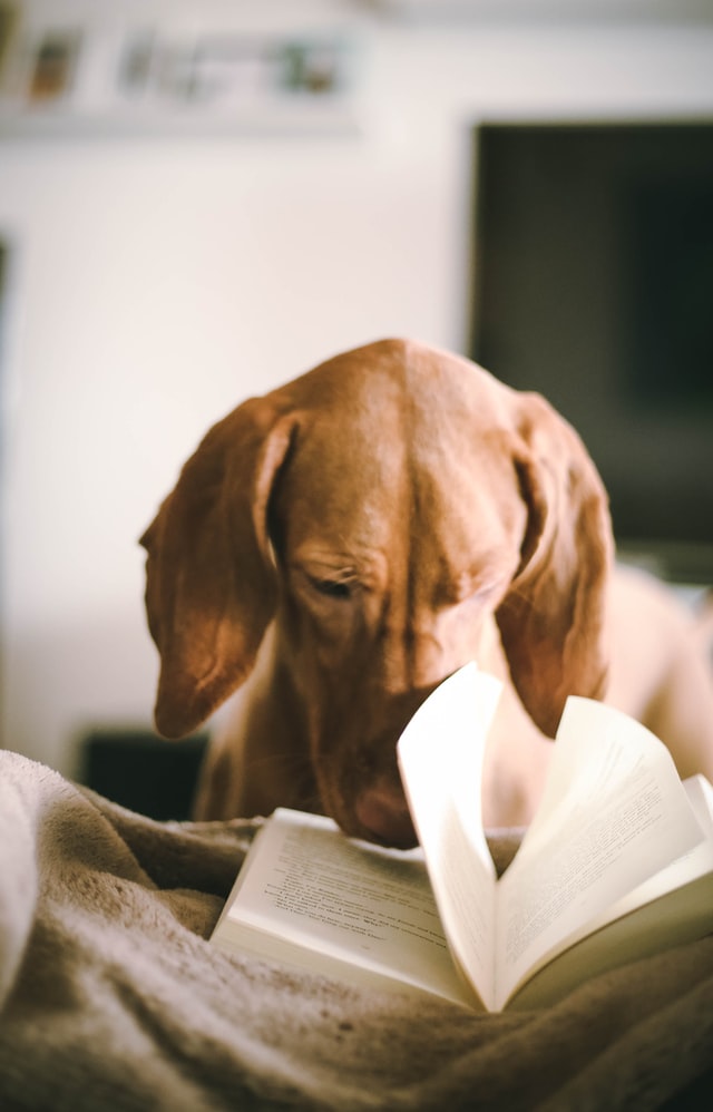 Brown dog lying and looking in a book