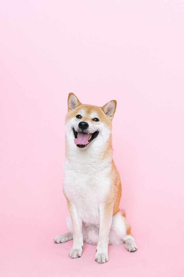 Akita dog sitting in front of a pink background