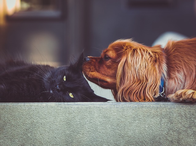 black cat and a brown dog sniffing its ear