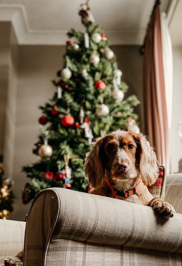brown dog on the  chair in front of the christmas tree