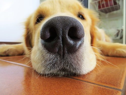 golden retriever's nose while lying on the floor