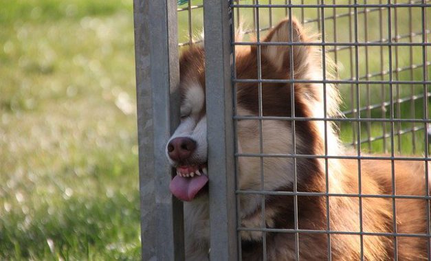 husky pushing its nose through a fence