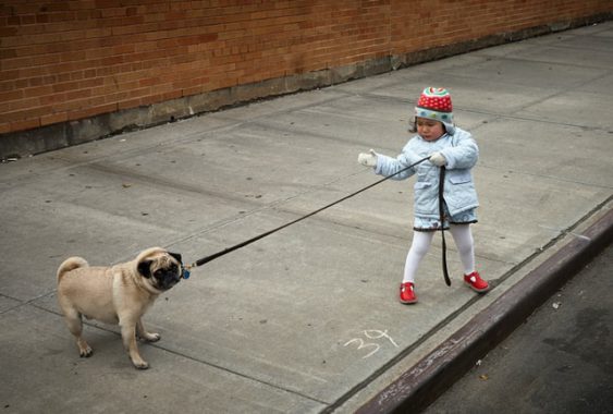 pug dog pulling a leash held by a small girl