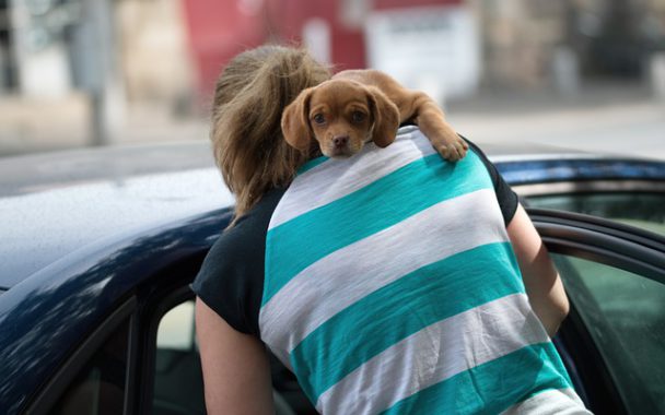 puppy in the arm of a woman entering a car