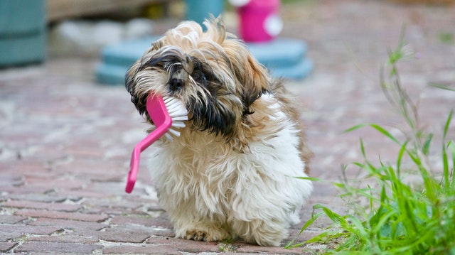 shin tzu dog chewing a pink brush