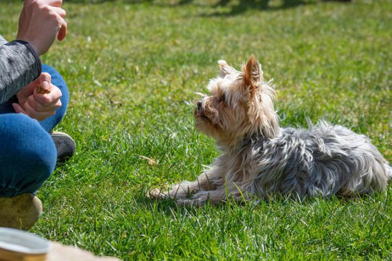 small brown-gray dog lying on the grass and listening to its trainer