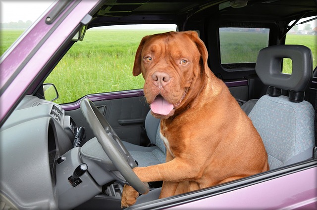 the big brown dog behind the steering wheel