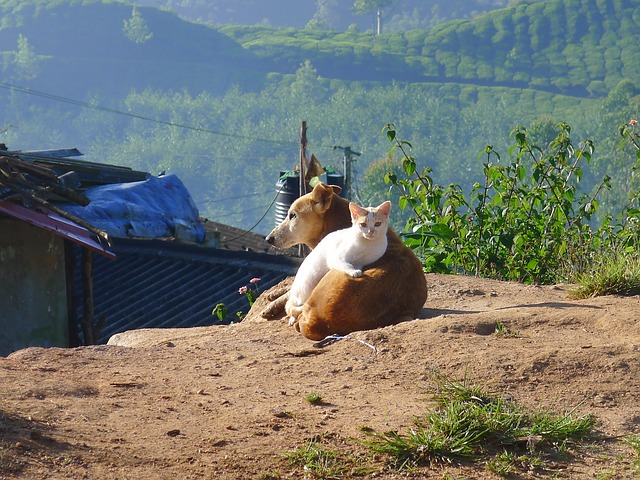 white cat lying on the brown dog who is also lying on the ground