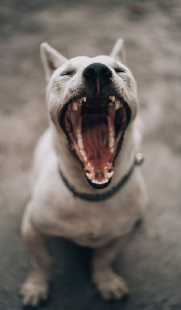 white dog sitting and yawning