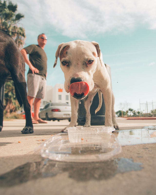 white dog standing above the plastic cup with water